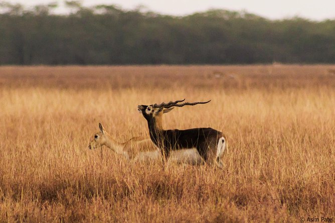 Blackbuck Safari From Rajkot - Pick-up Points and Timings