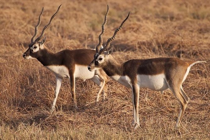 Blackbuck Safari From Vadodara - Excluded Services