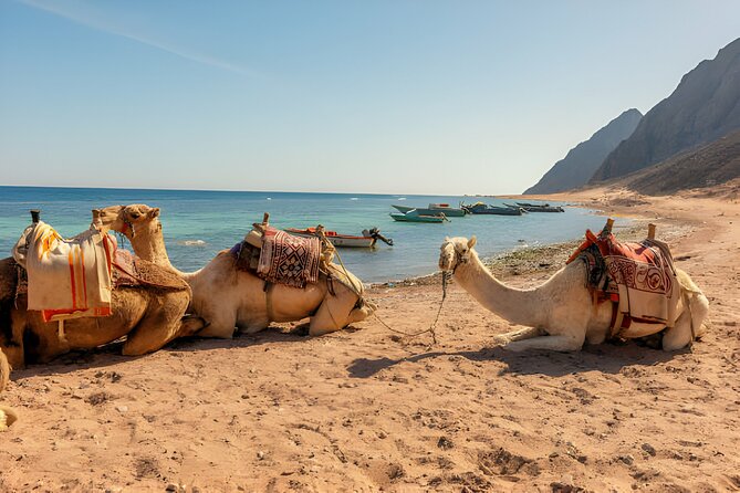 Blue Hole, Canyon With Camel Ride and Lunch From Sharm El Sheikh - Inclusions and Price