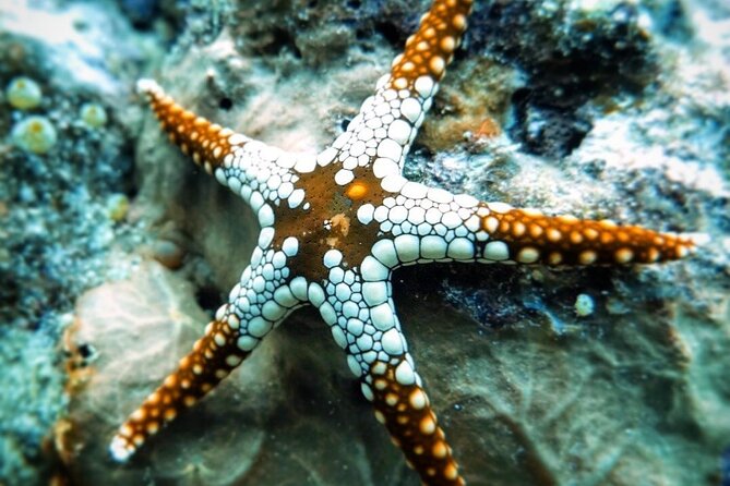 Blue Lagoon Snorkeling; Starfish Adventure; The Rock; Paje Beach; Kuza Cave Tour - Pickup Details