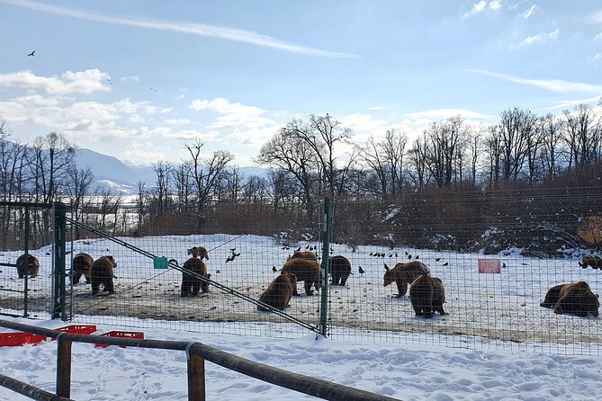 Bran Castle, Bear Sanctuary and Palinca From Brasov With Tickets - Meeting and Pickup