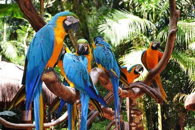 Brazilian Side Falls: Brazilian Falls Tour With Parque Das Aves: