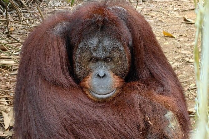 Bukit Merah Orang Utan and Penang City Private Tour - Inclusions