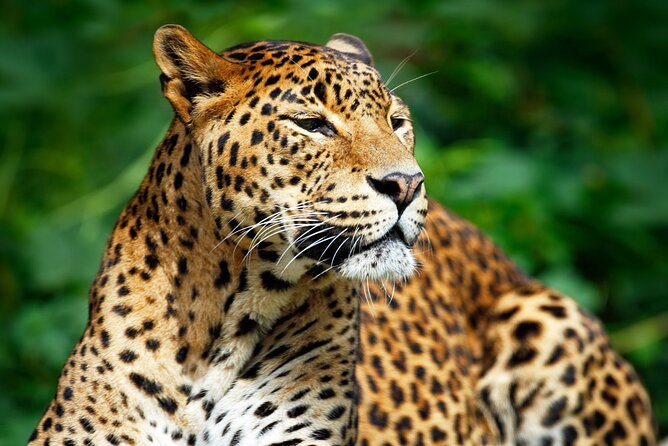 Bundala National Park Safari From Hikkaduwa - Exclusions