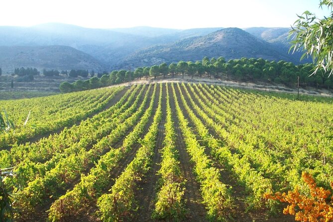Byblos Wineries Tour