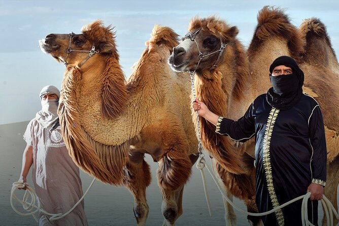 Camel Ride Desert Experience - Whats Included in the Tour