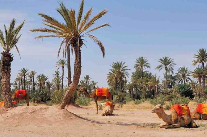 Camel Ride in Marrakech - Adventure Description
