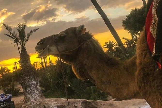 Camel Ride in the Sunset - Pickup Details