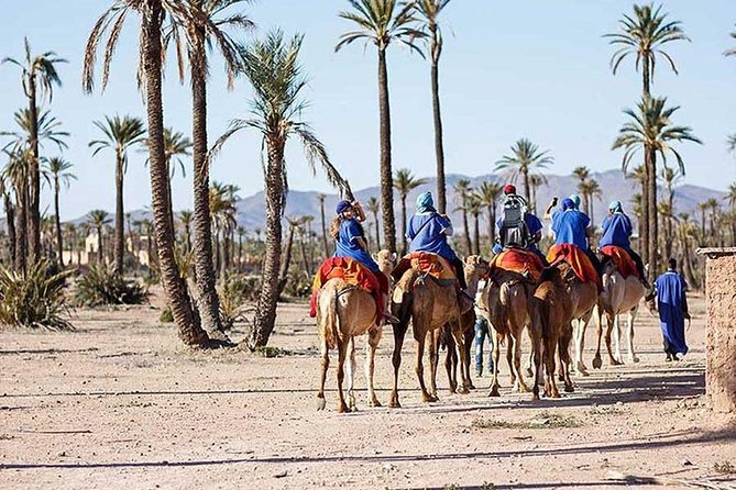 Camel Walk in Hidden Palmeraie - Expectations