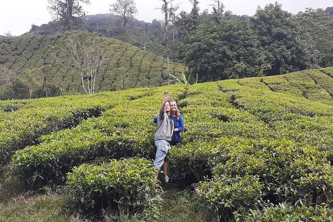 Cameron Highland Day Tour - Inclusions and Exclusions