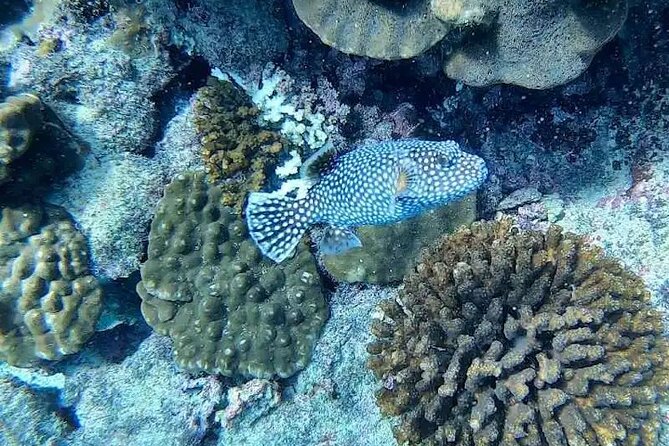 Cano Island Snorkeling From Drake Bay - What To Expect