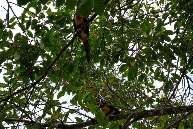 Canoe Tour at Tortuguero National Park