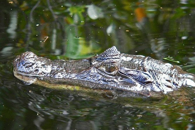 Canoe Tour - Tortuguero Channels. (Aaron Tours) - Inclusions and Exclusions
