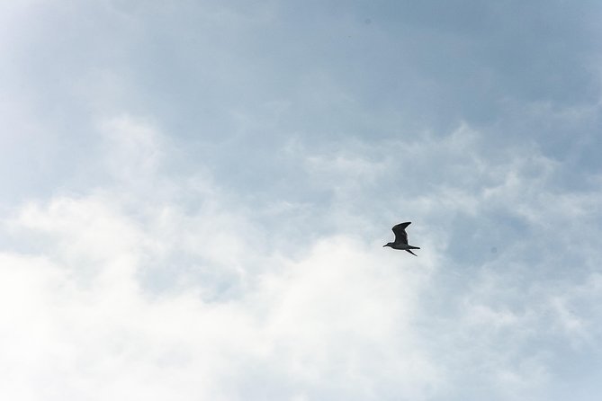 Canoeing & Birdwatching on the Mangrove Forest in La Virgen Swamp - Tour Highlights