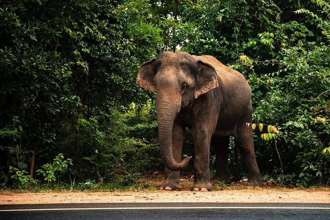 Car and Driver Hire From Sigiriya to Colombo
