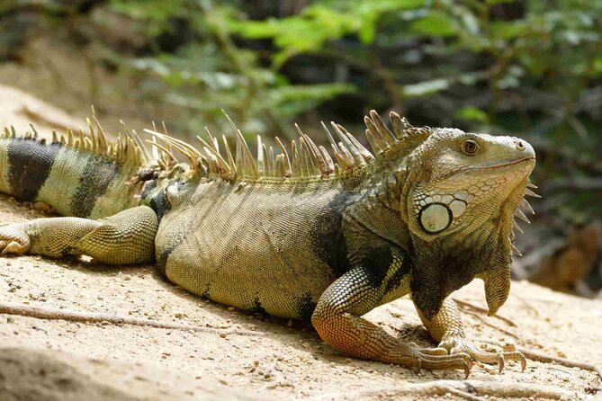 Cartagena National Aviary Private Tour - Pricing Details