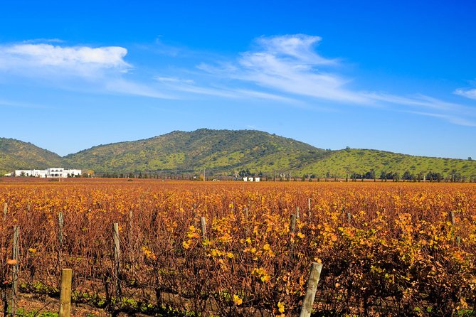 Casablanca Valley Wine Tour From Santiago - Tour Inclusions and Benefits