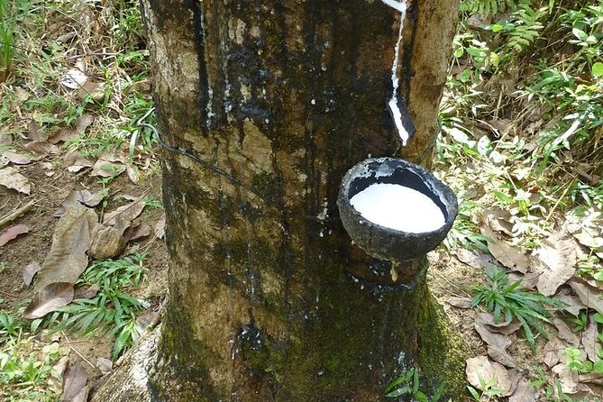 Ceylon Tea Experience Start From Colombo Port Passenger Terminal - Pickup Procedure and Location Details