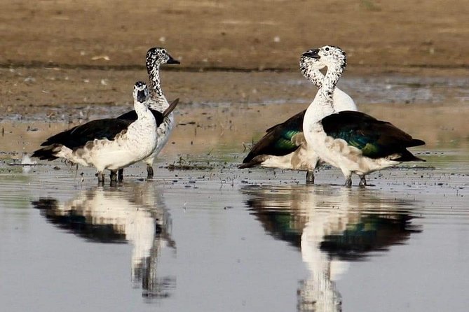 Chambal Boat Safari (Day Excursion From Agra) - Exclusions and Pickup Details