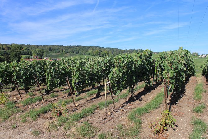 Champagne Lovers Day Tour for Private Groups Over 8 With Private Coach & Driver - Booking Information