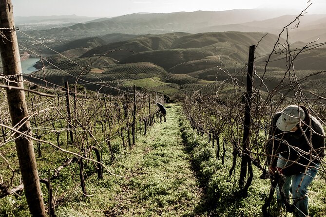 Chania Countryside Winery Visit With a Private Driver