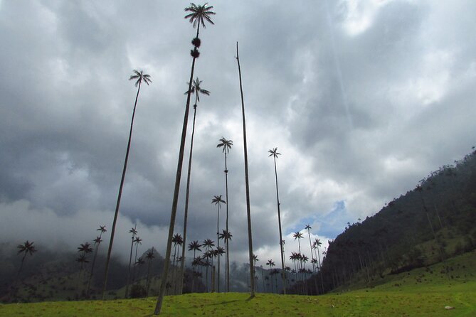 Charming Towns in the Coffee Cultural Landscape - Scenic Views and Lush Landscapes
