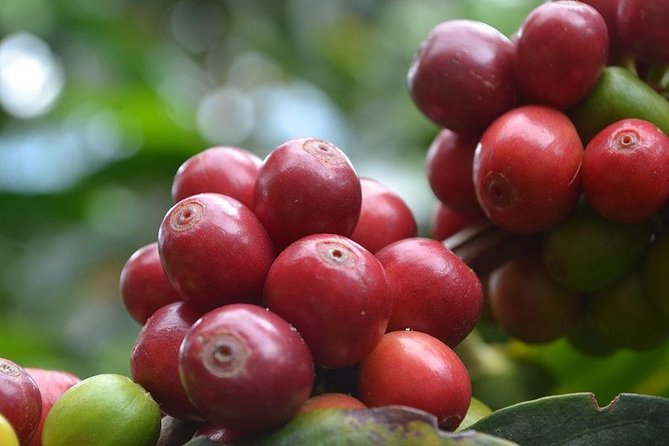 Charming Villages and Speciality Coffee - Indulge in Local Coffee Tastings