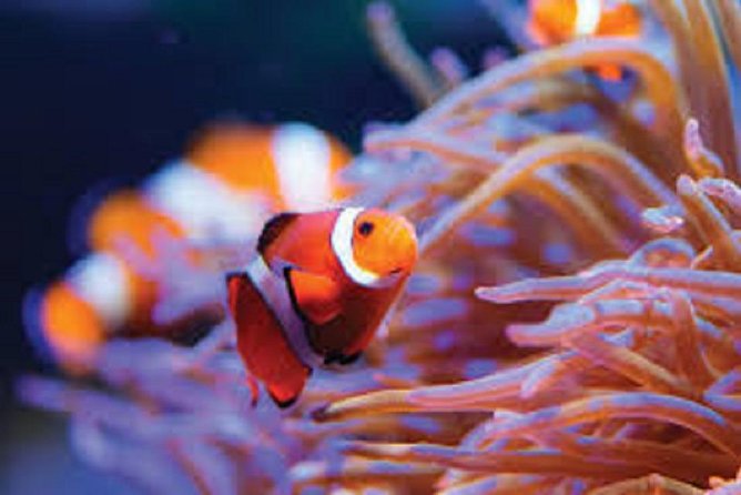 Cheap Trip: From Cairo to Hurghada (Alf Leila Wa Leila+Submarine)And Return - Accommodation Information