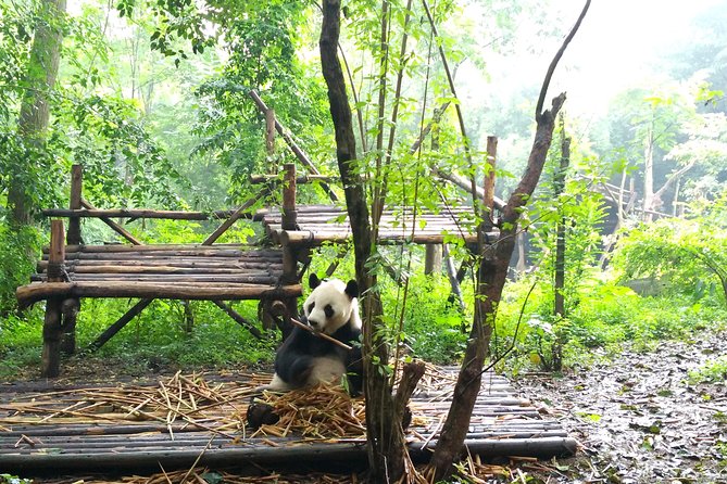Chengdu Impressions Tour of Sichuan Cuisine Museum and Giant Pandas - Tour Overview