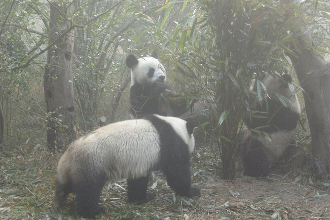 Chengdu Panda Base and Drop off Shuangliu International Airport(CTU) Day Tour - Inclusions