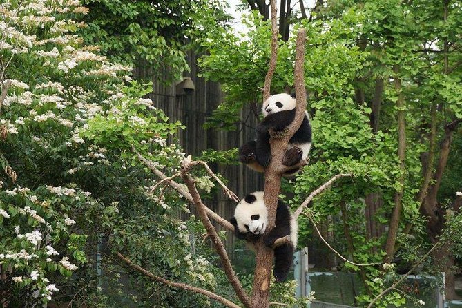Chengdu Panda Base and Old Tea House Trip - Panda Feeding and Interaction