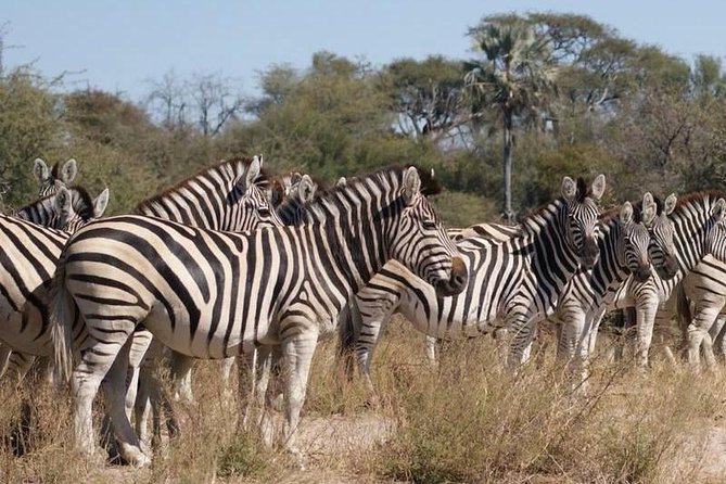 Chobe Day Trip