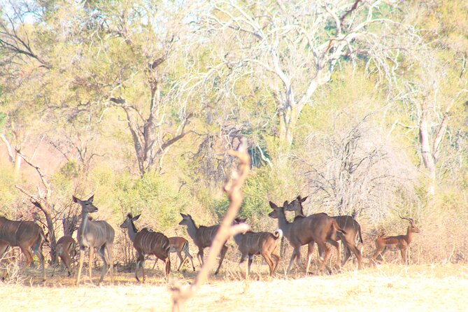 Chobe National Park Camping Safari From Victoria Falls (2 Days and 2 Nights) - Accommodation Details