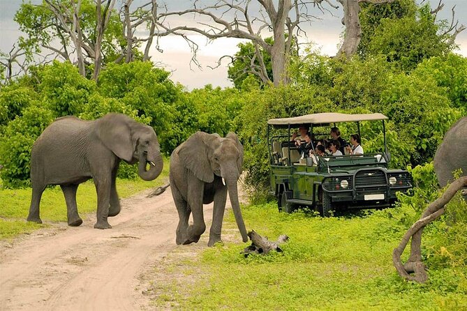 Chobe National Park Safari Day Trip