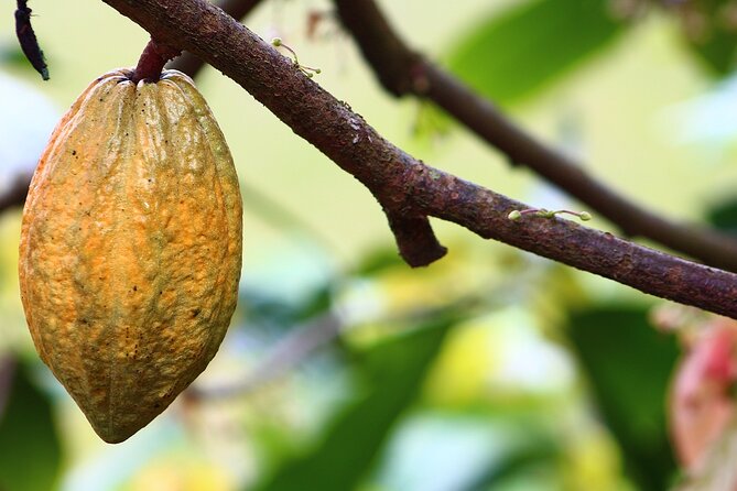 Chocoserrano Chocolate Tour 1 Day -- Santa Marta - Itinerary