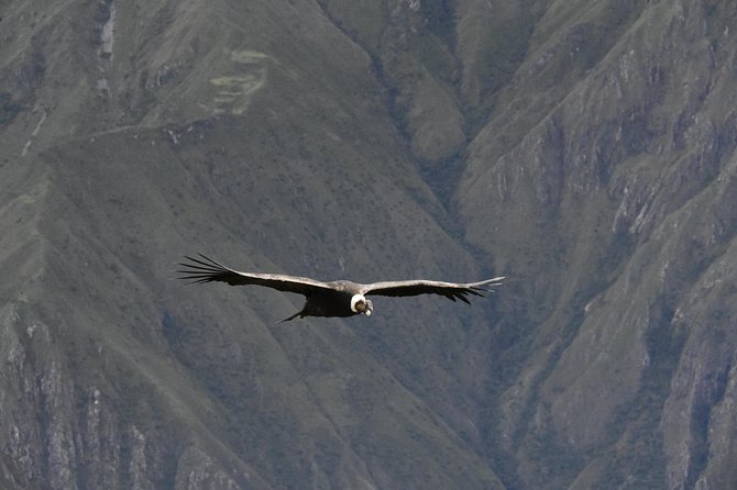Chonta - Condor Sighting 2D/1N - Inclusions and Exclusions