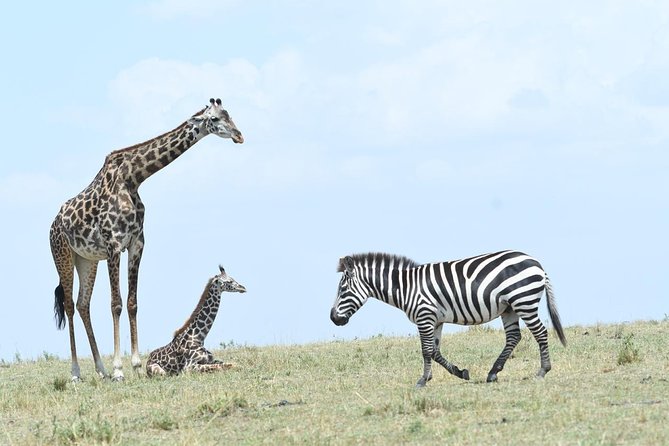 Classic Rhapsody Masai Mara Safari - Transportation Details