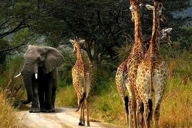 Classic Zimbabwe Safari - Meeting Point and Logistics