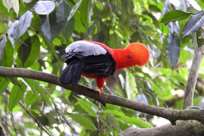 Cock of the Rock Birdwatching in Jardin With Professional Guide - Convenient Meeting and Pickup Options
