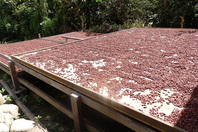 Cocoa Profesional 2 Days/1 Night Tour: Farm Experience in the Jungle of Cusco - Transportation Details