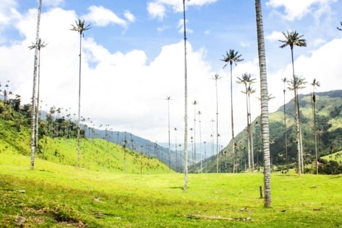 Cocora Valley Half Day Trip From Salento - What to Expect