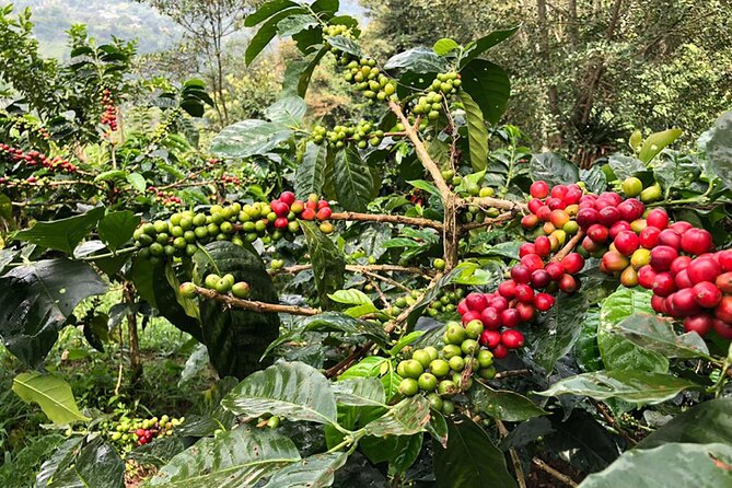 Coffee Farm and Salento Walking Tour With Lunch - Pickup Details