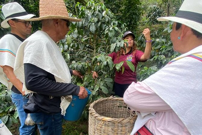 Coffee Farmer for a Day With Lunch Included - Itinerary and Activities