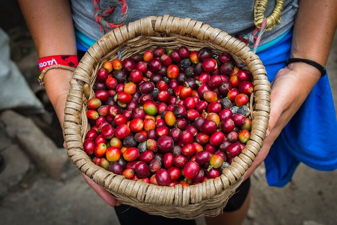 Coffee Plantation Private Tour in Medellín - Pickup and Drop-off Details