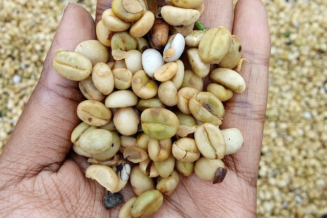 Coffee Tour in Kenya`S Oldest Coffee Farm - Tour Itinerary and Activities