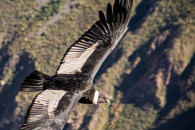Colca Canyon 2 – Days From Puno To Arequipa