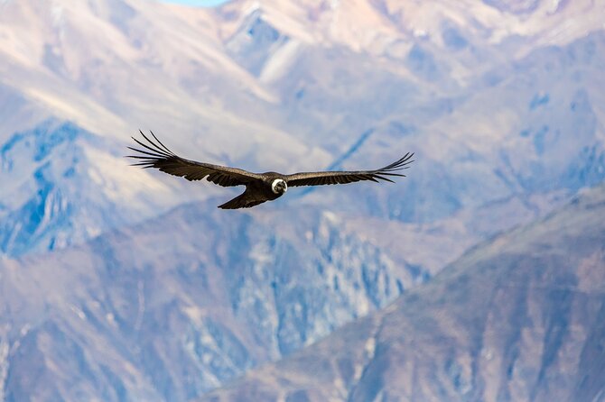 Colca Canyon Full Day Exploration - Tour Itinerary and Schedule