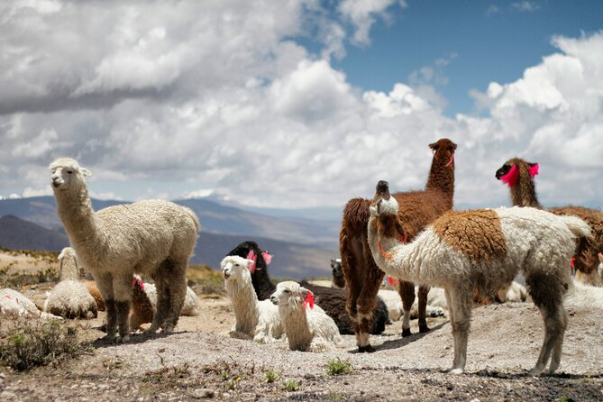 Colca Canyon Full Day Tour From Arequipa - Pickup Information