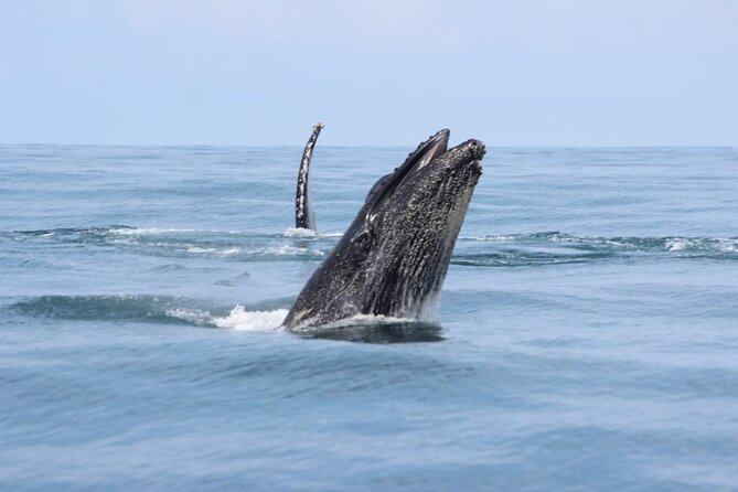 Combo Tour Marino Ballena National Park