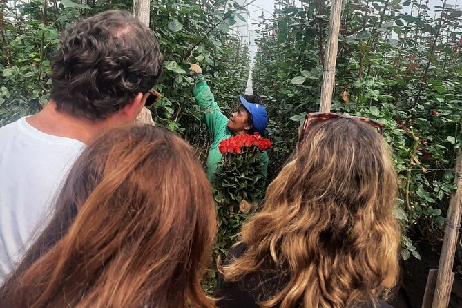 Cotopaxi Volcano & Rose Farm Tour VIP - Meeting and Pickup Details